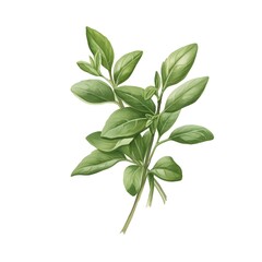 Fototapeta premium Freshly Picked Oregano Sprig - Watercolor of a Pasta Ingredient on a White Background