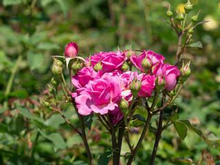 ピンク色の鮮やかな薔薇の花