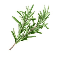 Fototapeta premium Rendering of Aromatic Rosemary Sprig on White Background