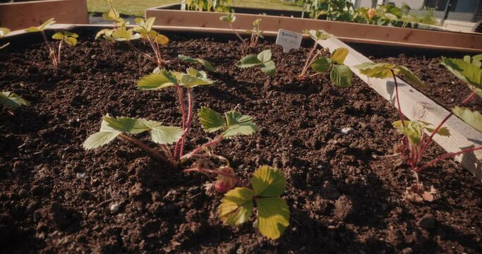Freshly planted strawberry seedlings in a raised bed, fruit cultivation