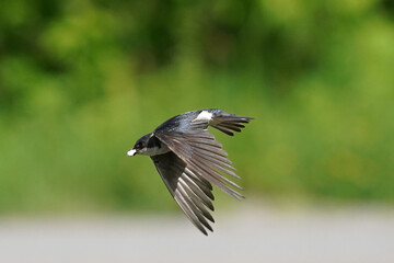 Tree SWallow parents working hard to feed chicks in nesting box in summer