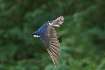 Tree SWallow parents working hard to feed chicks in nesting box in summer