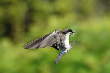 Tree SWallow parents working hard to feed chicks in nesting box in summer