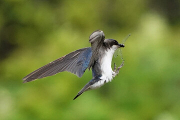 Tree SWallow parents working hard to feed chicks in nesting box in summer