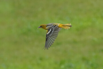 Baltimore Oriole female on perch and flying across lawn