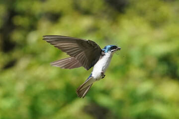 Tree SWallow parents working hard to feed chicks in nesting box in summer