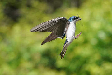 Tree SWallow parents working hard to feed chicks in nesting box in summer