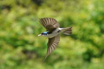 Tree SWallow parents working hard to feed chicks in nesting box in summer
