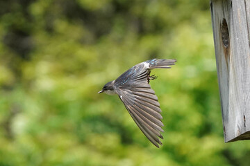 Tree SWallow parents working hard to feed chicks in nesting box in summer