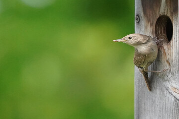 House Wrens on nesting box