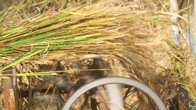 Rice is being ground with a grinding machine. Focus selected