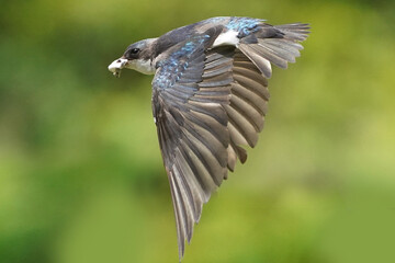 Tree SWallow parents working hard to feed chicks in nesting box in summer
