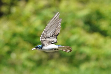 Tree SWallow parents working hard to feed chicks in nesting box in summer