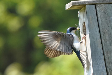 Tree SWallow parents working hard to feed chicks in nesting box in summer