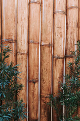 bamboo forest background