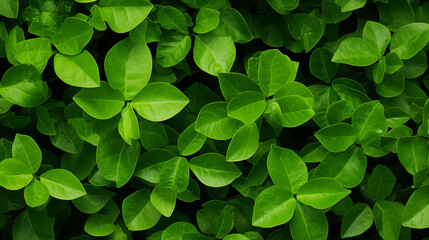 Pattern Background Abstract Image, Green Plant Leaves, Texture, Wallpaper, Background, Cell Phone Cover and Screen, Smartphone, Computer, Laptop, Format 9:16 and 16:9 - PNG