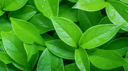 Fototapeta premium Pattern Background Abstract Image, Green Plant Leaves, Texture, Wallpaper, Background, Cell Phone Cover and Screen, Smartphone, Computer, Laptop, Format 9:16 and 16:9 - PNG