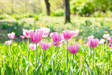 Fototapeta premium Blooming tulip in the park