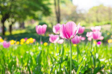Blooming tulip in the park