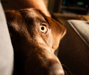 Chocolate Labrador Retriever Up Close