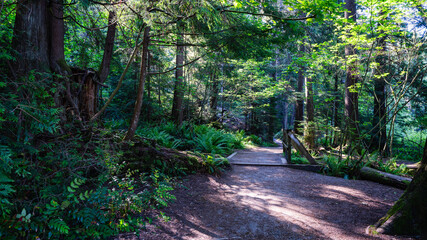 Easy walking BC urban forest trail.