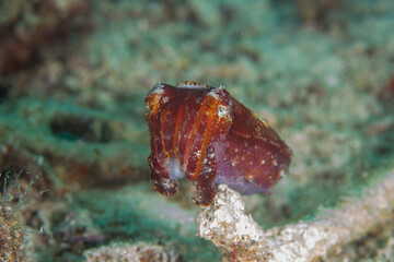 Cuttlefish