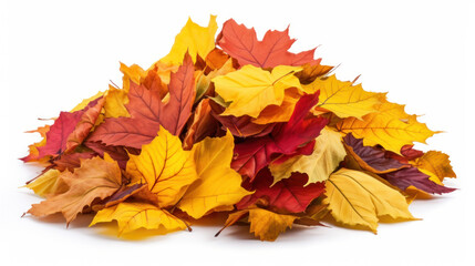 Fototapeta premium Heap of colorful Maple leaves isolated on white background