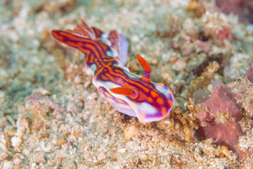 Magnificent Ceratosoma