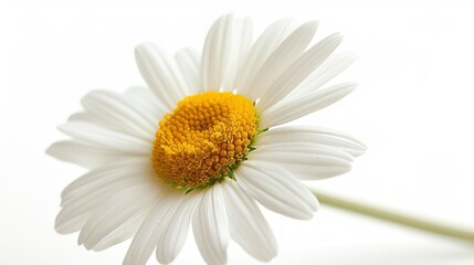Fototapeta premium Single daisy flower in a close-up, isolated against a light white background, enhanced by studio lighting, perfect for advertisements