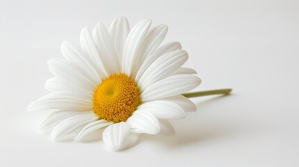 Obraz premium Single daisy flower in a close-up, isolated against a light white background, enhanced by studio lighting, perfect for advertisements