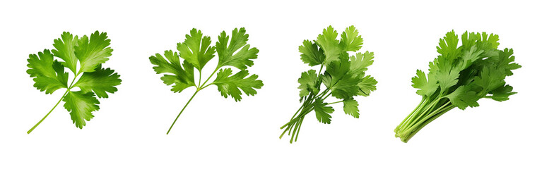 Coriander leaf png element set on transparent background