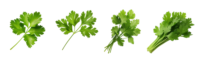 Coriander leaf png element set on transparent background