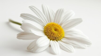 Isolated close-up of a daisy on a light white background, studio lighting accentuating its natural beauty, perfect for promotional material
