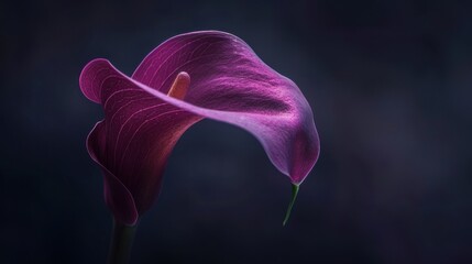 A close-up of a single purple calla lily, against a dark background, capturing dramatic and striking beauty. --ar 16:9 --style raw Job ID: c29ff13a-5a16-4159-9f87-9425e395c583