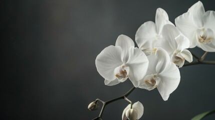 A close-up of a white orchid with delicate petals, set against a dark background, highlighting elegance and exotic beauty. --ar 16:9 --style raw Job ID: b3a5ef13-964b-44df-a5a2-5bfea308e24b