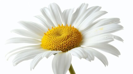Detailed close-up of a daisy, isolated against a light white background, studio lighting highlighting its vibrant features, perfect for advertising