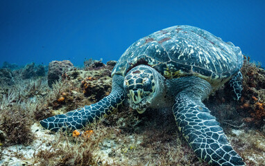 Fototapeta premium saet turtle eating on the reef