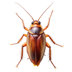 cockroach isolated transparent background