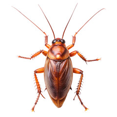 cockroach isolated transparent background