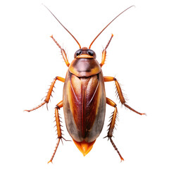 cockroach isolated transparent background