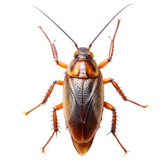 cockroach isolated transparent background