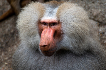 Portrait of a male cloaked baboon