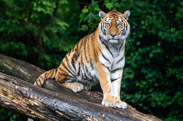 The Siberian tiger,Panthera tigris altaica is the biggest cat in the world