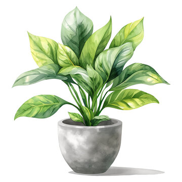 tropical plant leaves in pot watercolor style isolated on transparent background.