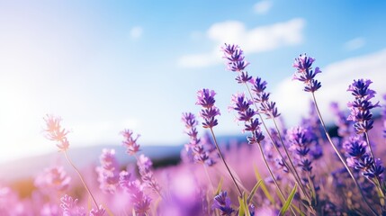 Naklejka premium Blooming lavender field under clear blue sky, soft focus for calming effect