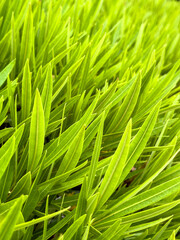 green leaf background