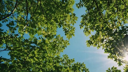 Fototapeta premium looking up green forest trees with green leaves blue sky and sun light