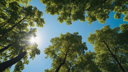 looking up green forest trees  with green leaves blue sky  and sun light