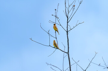 A Pair of Cedar Waxwings Perched in a Tree near Atlanta Michigan
