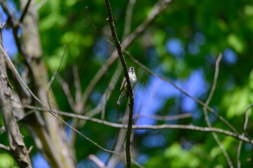 A Warbling Vireo perched in a tree at Kensington Metropark, near Brighton, Michigan.